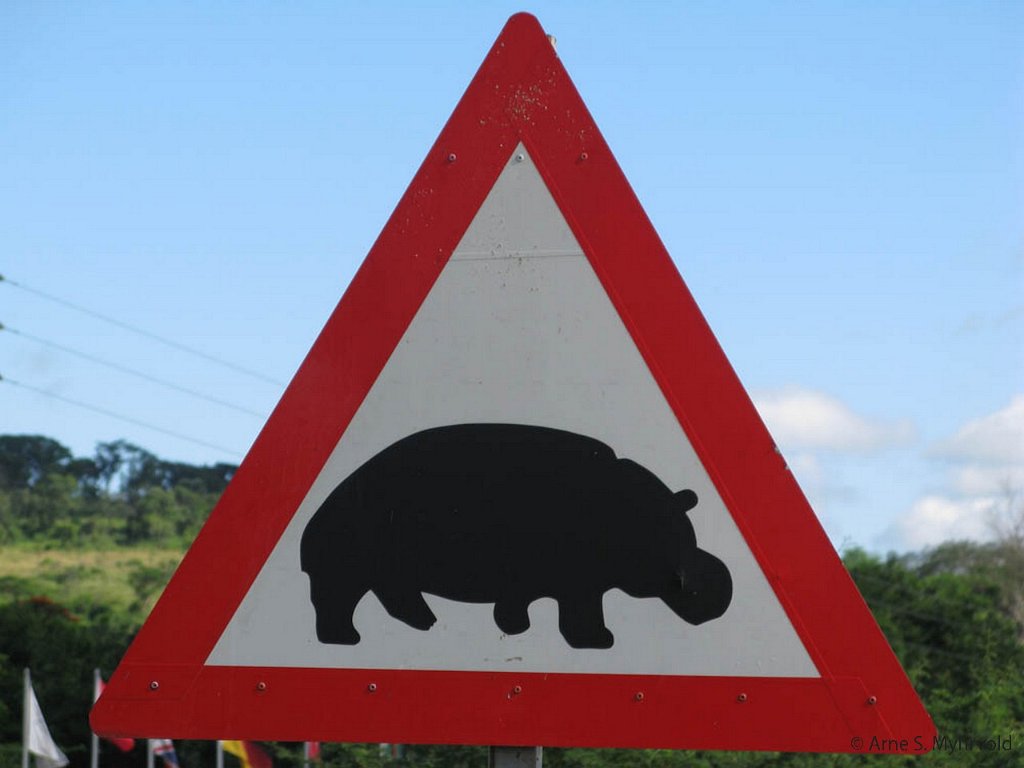 Hippo crossing.jpg